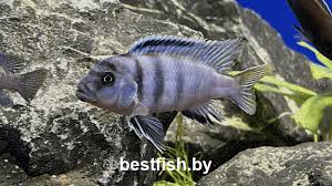 Risultati immagini per cynotilapia pulpican