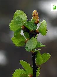 Attēlu rezultāti vaicājumam “Betula nana leaf”