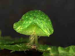 Attēlu rezultāti vaicājumam “Reboulia hemisphaerica”