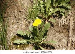 Attēlu rezultāti vaicājumam “Tragopogon heterospermus flower”
