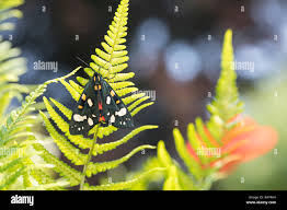 Attēlu rezultāti vaicājumam “Callimorpha dominula imago”