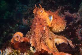Image result for Enteroctopus dofleini