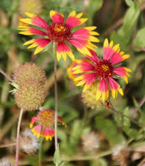 Image result for Gaillardia pulchella