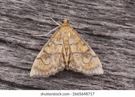 Attēlu rezultāti vaicājumam “Pyralididae”