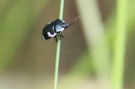 Attēlu rezultāti vaicājumam “Tritomegas bicolor imago”