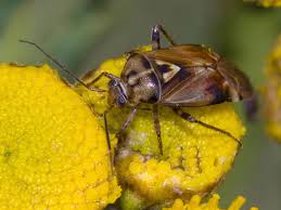 Attēlu rezultāti vaicājumam “Lygus pratensis imago”