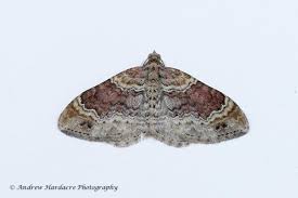 Attēlu rezultāti vaicājumam “Xanthorhoe spadicearia”