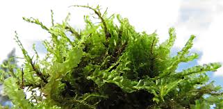 Attēlu rezultāti vaicājumam “Harpanthus flotovianus cells”