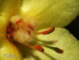 Image result for Verbascum densiflorum