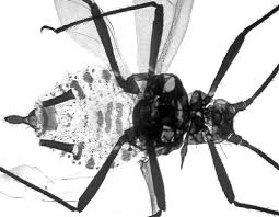 Attēlu rezultāti vaicājumam “Macrosiphoniella absinthii”