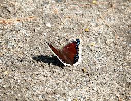 Attēlu rezultāti vaicājumam “Nymphalis antiopa underside”