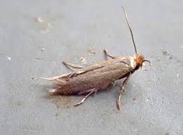 Attēlu rezultāti vaicājumam “Bucculatrix rhamniella”