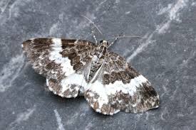 Attēlu rezultāti vaicājumam “Spargania luctuata”