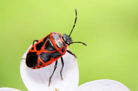 Attēlu rezultāti vaicājumam “Eurydema dominulus”