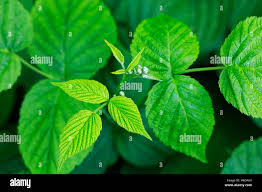 Attēlu rezultāti vaicājumam “Rubus idaeus leaf”