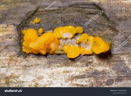 Attēlu rezultāti vaicājumam “Dacrymyces chrysospermus”