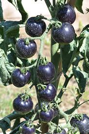 Attēlu rezultāti vaicājumam “Lycopersicon esculentum”