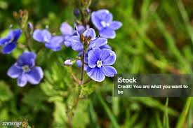Attēlu rezultāti vaicājumam “Veronica filiformis flower”