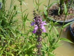 Attēlu rezultāti vaicājumam “Stachys palustris flower”