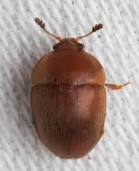 Attēlu rezultāti vaicājumam “Cychramus luteus”