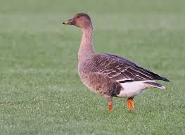 Attēlu rezultāti vaicājumam “Anser serrirostris”