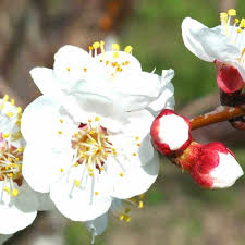 Attēlu rezultāti vaicājumam “Prunus armeniaca”