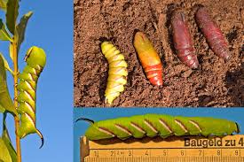 Attēlu rezultāti vaicājumam “Sphinx ligustri larva”