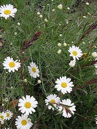 Image result for Chrysanthemum ptarmiciflorum