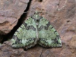 Attēlu rezultāti vaicājumam “Hydriomena furcata”