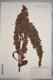 Attēlu rezultāti vaicājumam “Rumex aquaticus fruit”