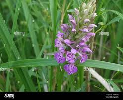 Attēlu rezultāti vaicājumam “Dactylorhiza majalis subsp. baltica leaf”