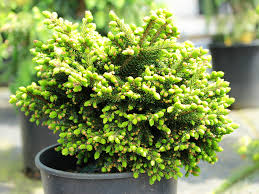 Attēlu rezultāti vaicājumam “Picea orientalis”