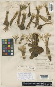 Attēlu rezultāti vaicājumam “Colchicum szovitsii subsp. szovitsii”