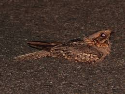 Image result for Caprimulgus ruficollis