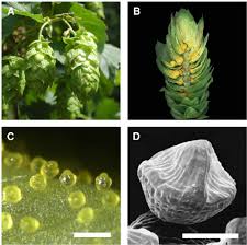 Attēlu rezultāti vaicājumam “Humulus lupulus bud”