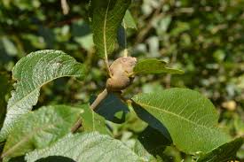 Attēlu rezultāti vaicājumam “Rabdophaga salicis”