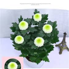 Image result for Dahlia x pinnata `Pompon Lilliput`