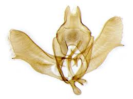 Attēlu rezultāti vaicājumam “Roeslerstammia erxlebella”