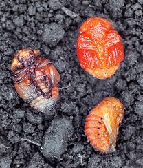 Attēlu rezultāti vaicājumam “Leptinotarsa decemlineata”