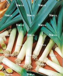 Image result for Porree