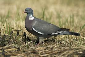 Attēlu rezultāti vaicājumam “Columba palumbus adult”