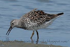 Image result for Calidris tenuirostris