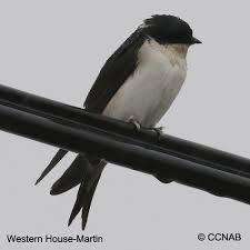 Attēlu rezultāti vaicājumam “Delichon urbicum”