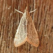 Attēlu rezultāti vaicājumam “Pyralididae”