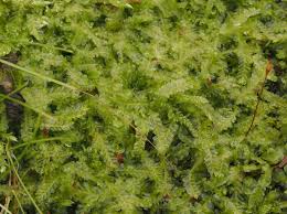 Attēlu rezultāti vaicājumam “Chiloscyphus pallescens”