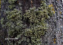 Attēlu rezultāti vaicājumam “Physcia tenella”