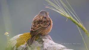 Image result for Emberiza caesia