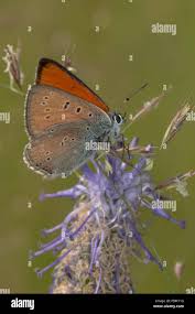Attēlu rezultāti vaicājumam “Lycaena hippothoe male”
