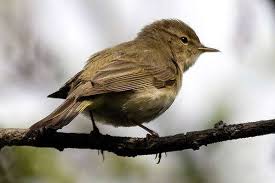 Image result for Hippolais caligata