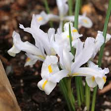 Attēlu rezultāti vaicājumam “Iris reticulata flower”